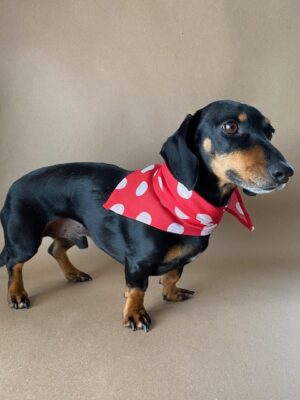 Dog Bandana -Polka Dot